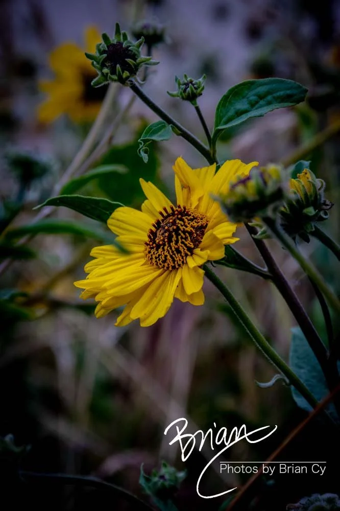 LoRes_WM_20190421_PacificPalisades_Edit-4361.jpg