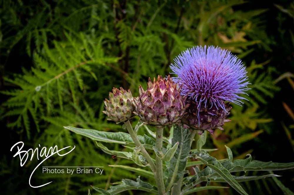 LoRes_WM_20180620_Memphis_Botanical_Gardens_Edit-9962.jpg