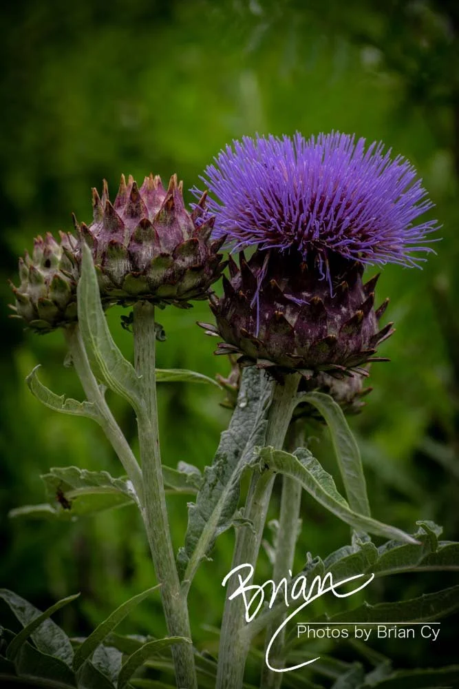 LoRes_WM_20180620_Memphis_Botanical_GardensA_Edit-0075.jpg