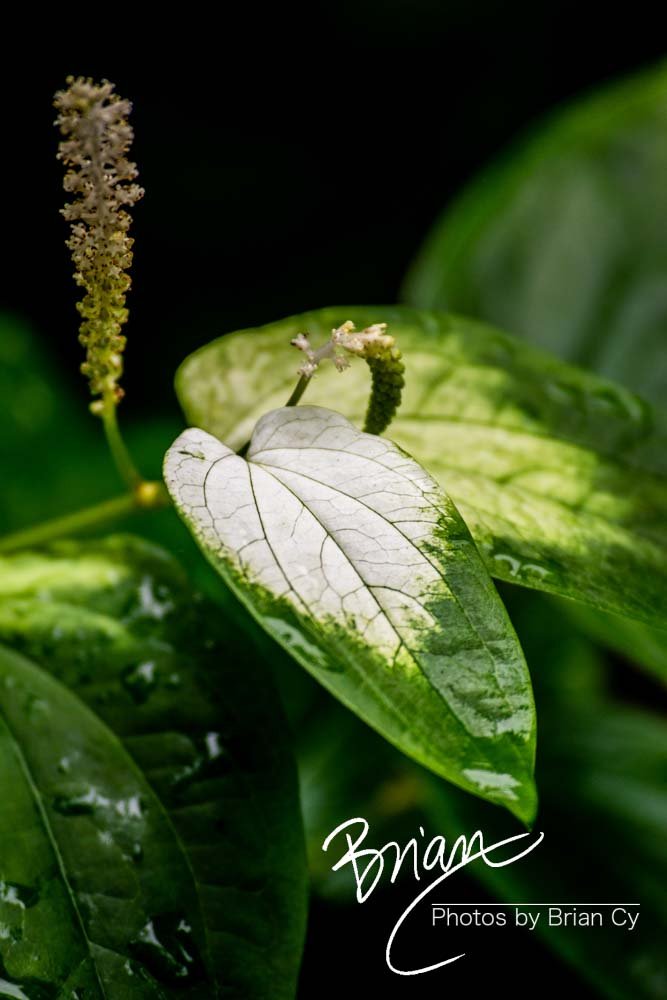 LoRes_WM_20180620_Memphis_Botanical_GardensA_Edit-0287.jpg
