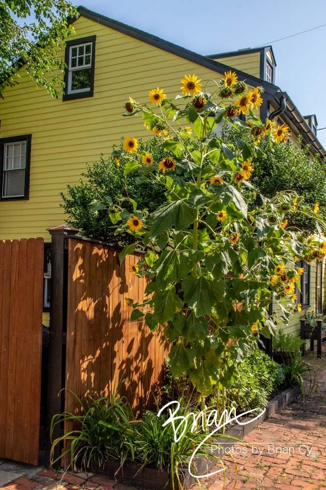 LoRes_WM_20210716_Annapolis_Edit-3199.jpg