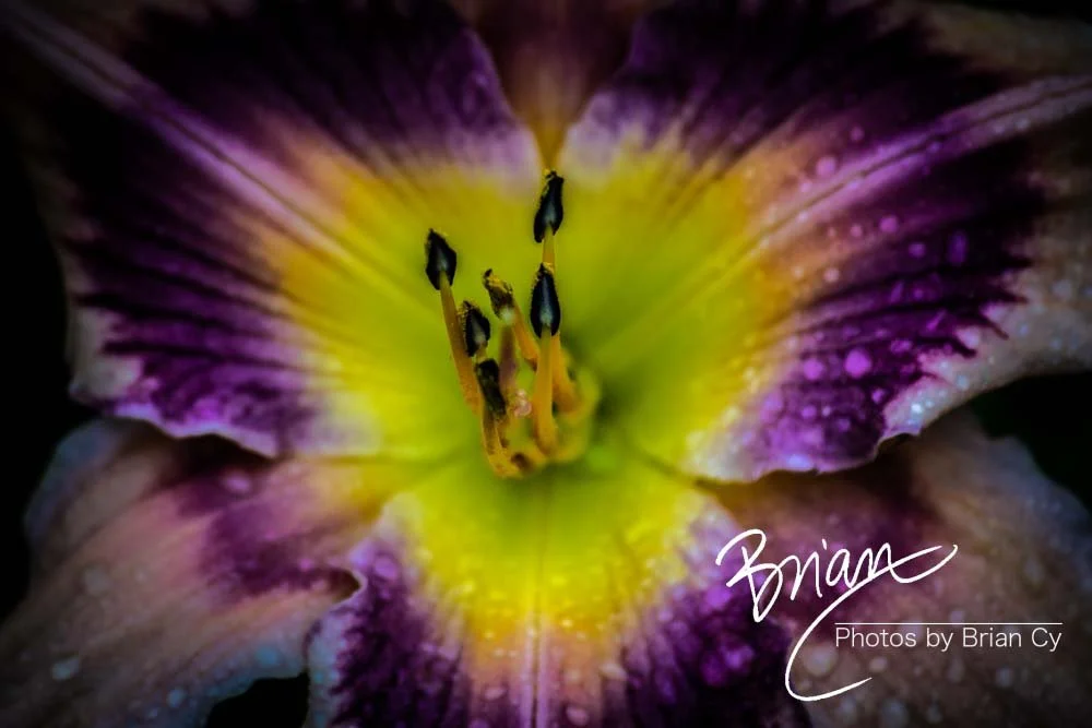 LoRes_WM_20180620_Memphis_Botanical_GardensA_Edit-0123.jpg