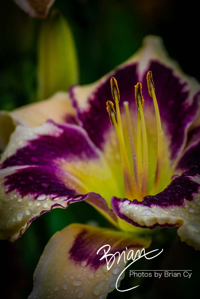 LoRes_WM_20180620_Memphis_Botanical_GardensA_Edit-0107.jpg