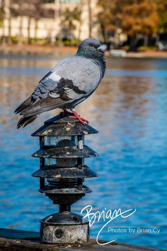 LoRes_WM_20190217_Orlando_Edit-4941.jpg