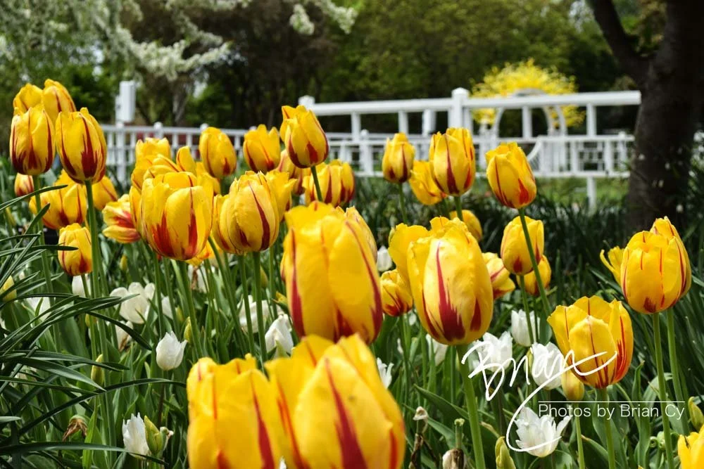 LoRes_WM_20180504_Missouri_Botanical_Edit-0089.jpg