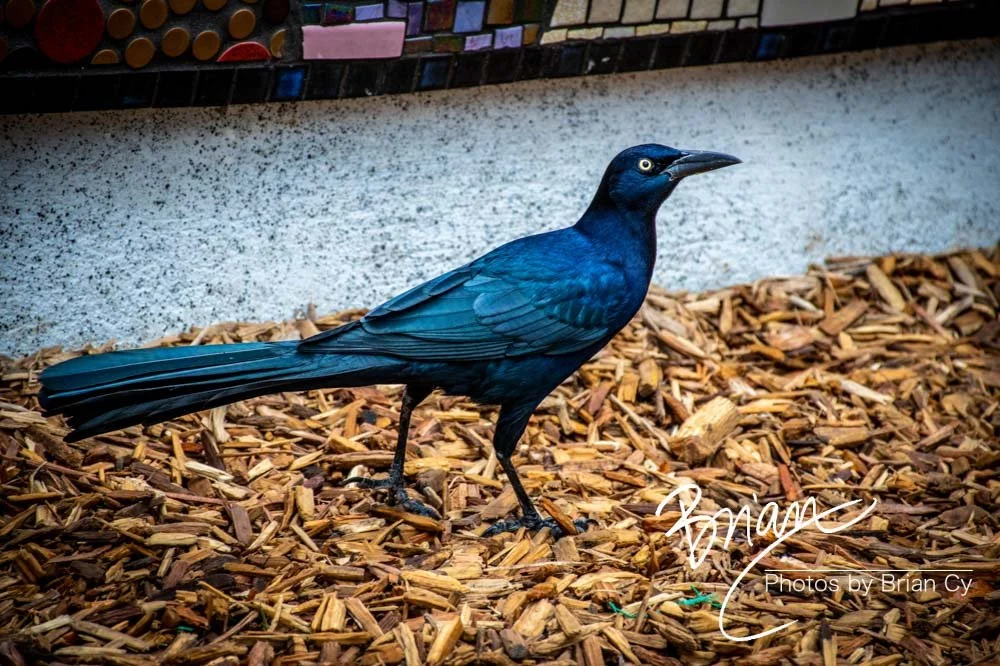 LoRes_WM_20191107_SanAntonio_Edit-9841.jpg
