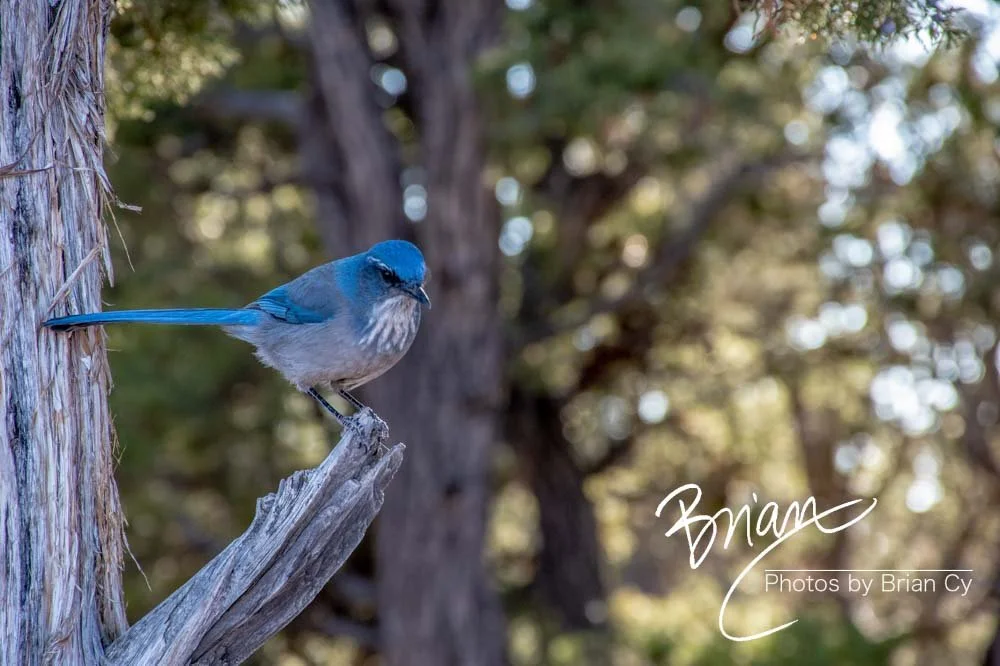 LoRes_WM_20191112_GrandCanyon_Edit-8288.jpg
