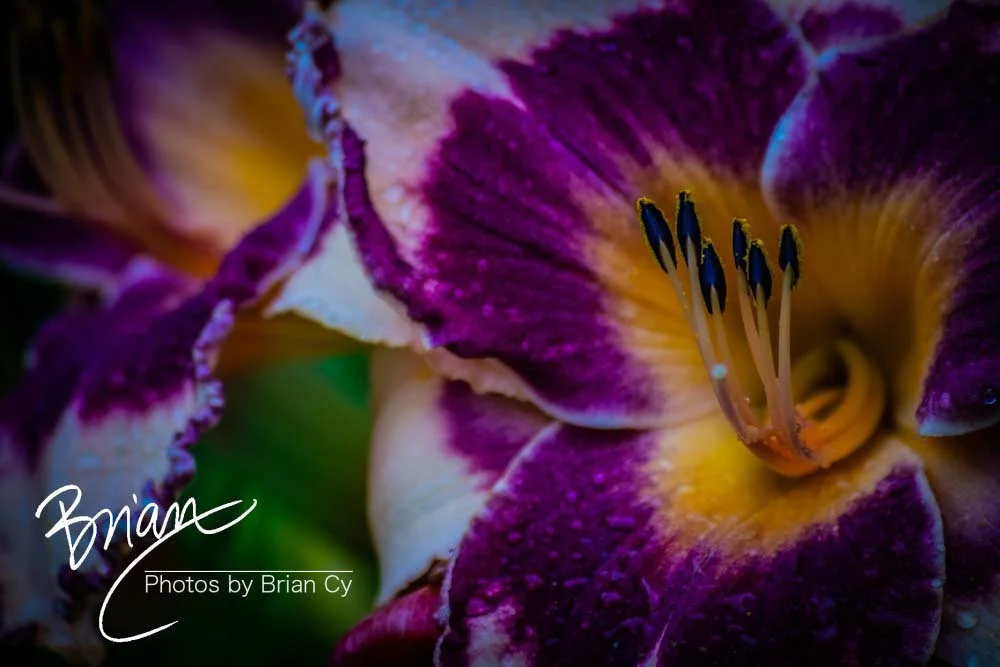 LoRes_WM_20180620_Memphis_Botanical_GardensA_Edit-0136.jpg