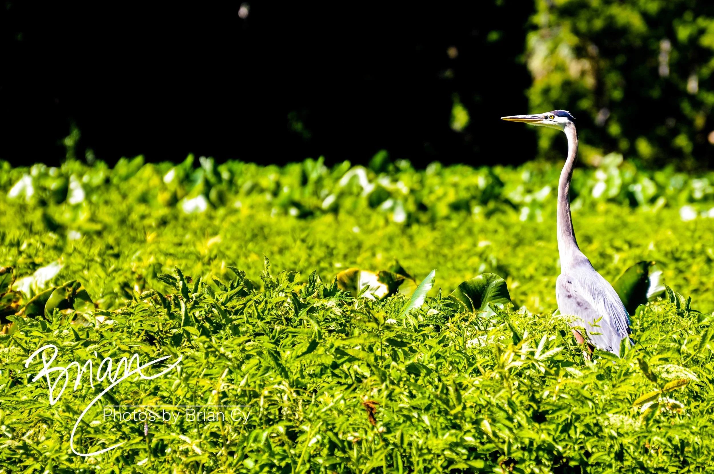 LoRes_WM_20110416_Ohana_Edit-3456.jpg