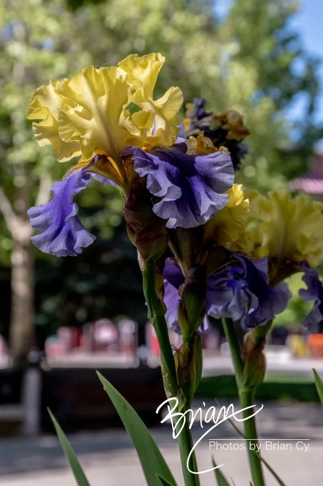 LoRes_WM_20200521_CarsonCity_Edit-3792.jpg