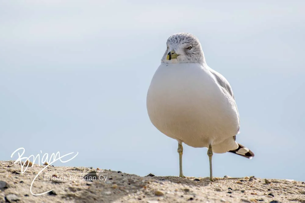 LoRes_WM_20181201_Asbury_ParkB_Edit-0046.jpg