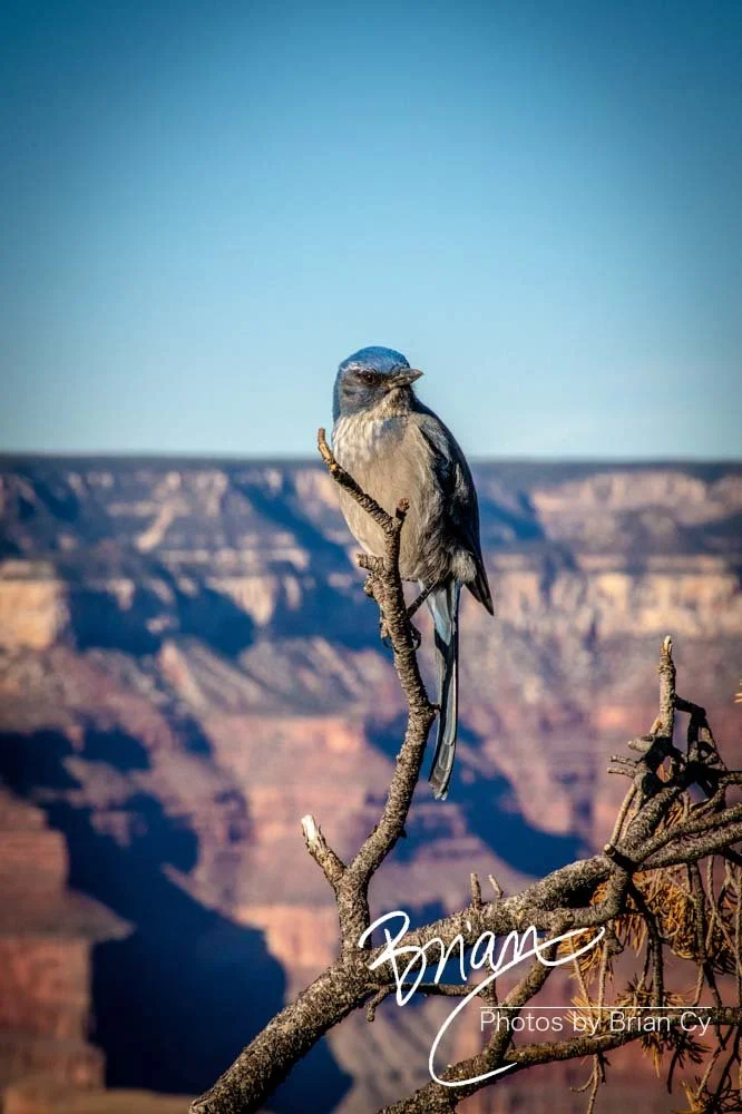 LoRes_WM_20191112_GrandCanyon_Edit-7905.jpg