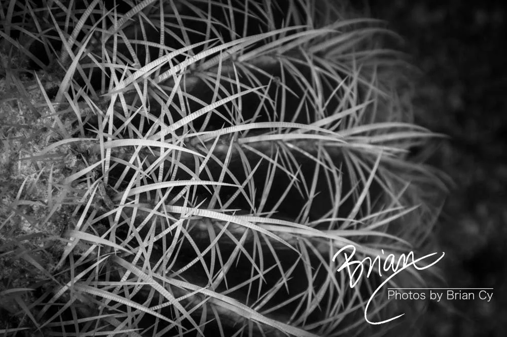 LoRes_WM_20191110_Tucson_Edit-5054.jpg