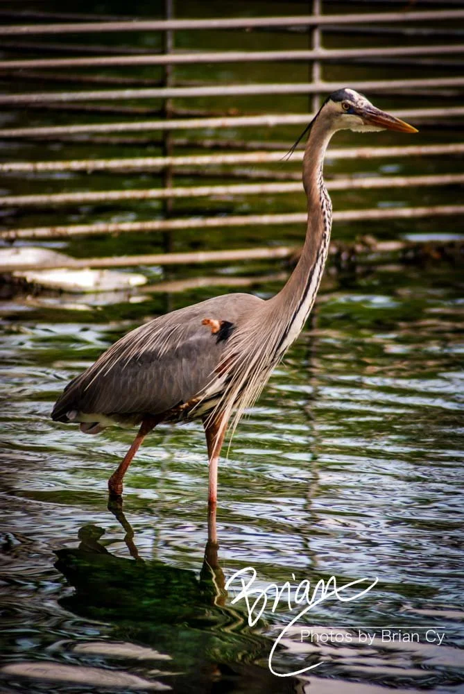 LoRes_WM_20090321_Orlando_Edit-0133.jpg