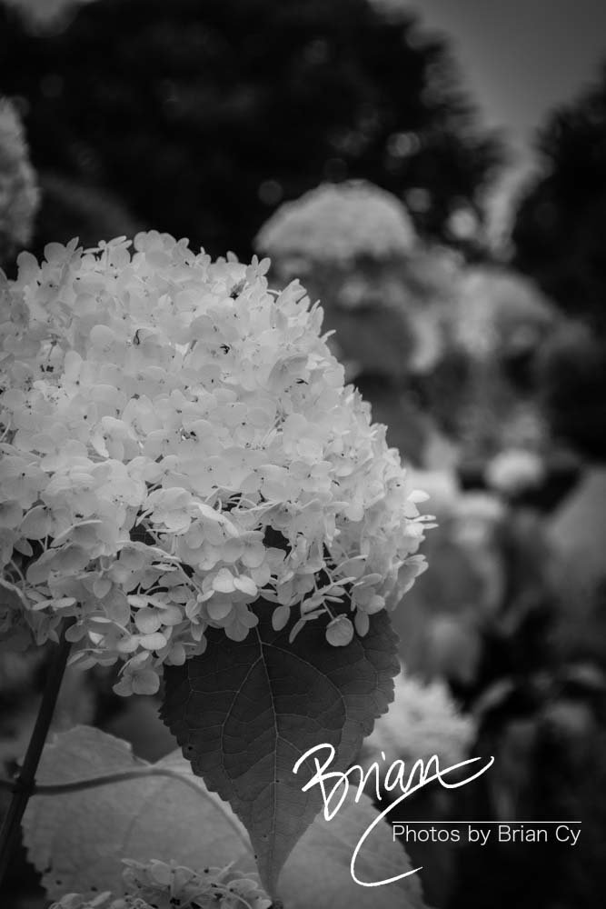 LoRes_WM_20180620_Memphis_Botanical_GardensA_Edit-0006.jpg
