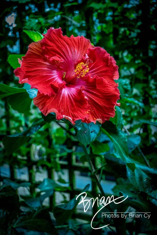 LoRes_WM_20180504_Missouri_Botanical_Edit-0168.jpg
