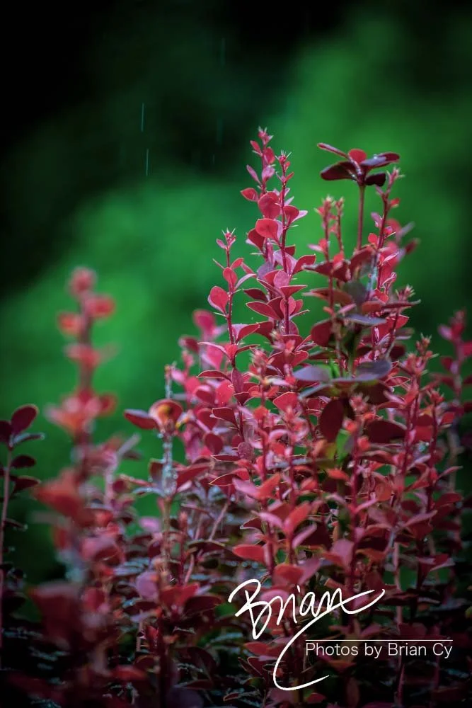 LoRes_WM_20180620_Memphis_Botanical_GardensA_Edit-0033.jpg