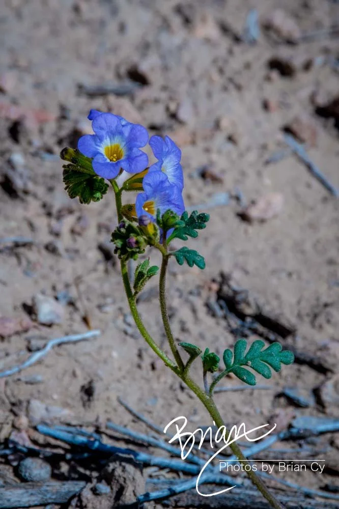 LoRes_WM_20190425_Goodsprings_Edit-0558.jpg