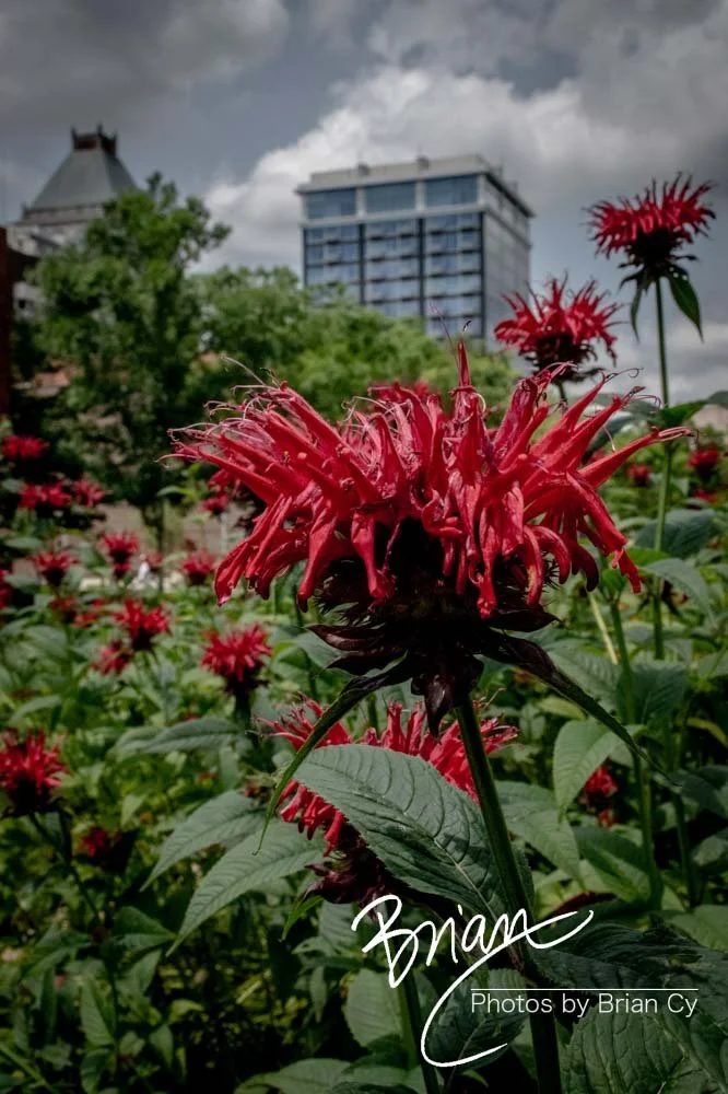 LoRes_WM_20190601_Greensboro_Edit-6628.jpg