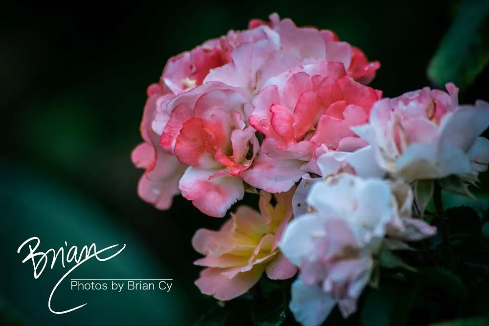 LoRes_WM_20180620_Memphis_Botanical_GardensA_Edit-0325.jpg