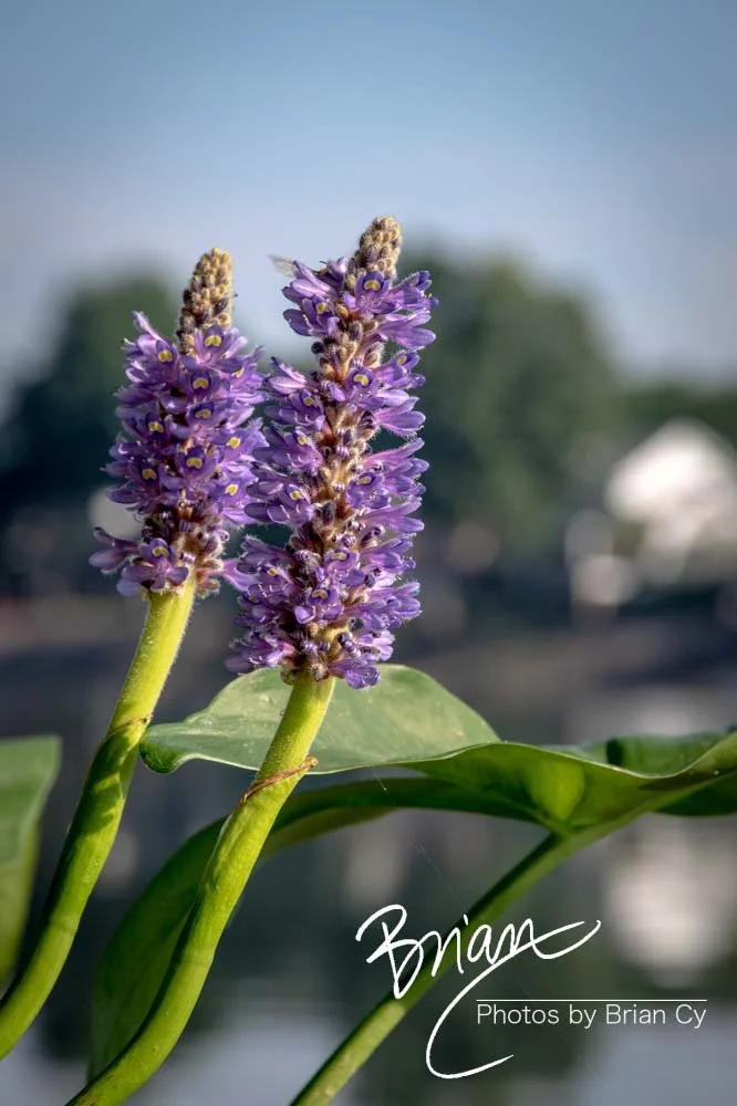 LoRes_WM_20190529_Augusta_Edit-3467.jpg