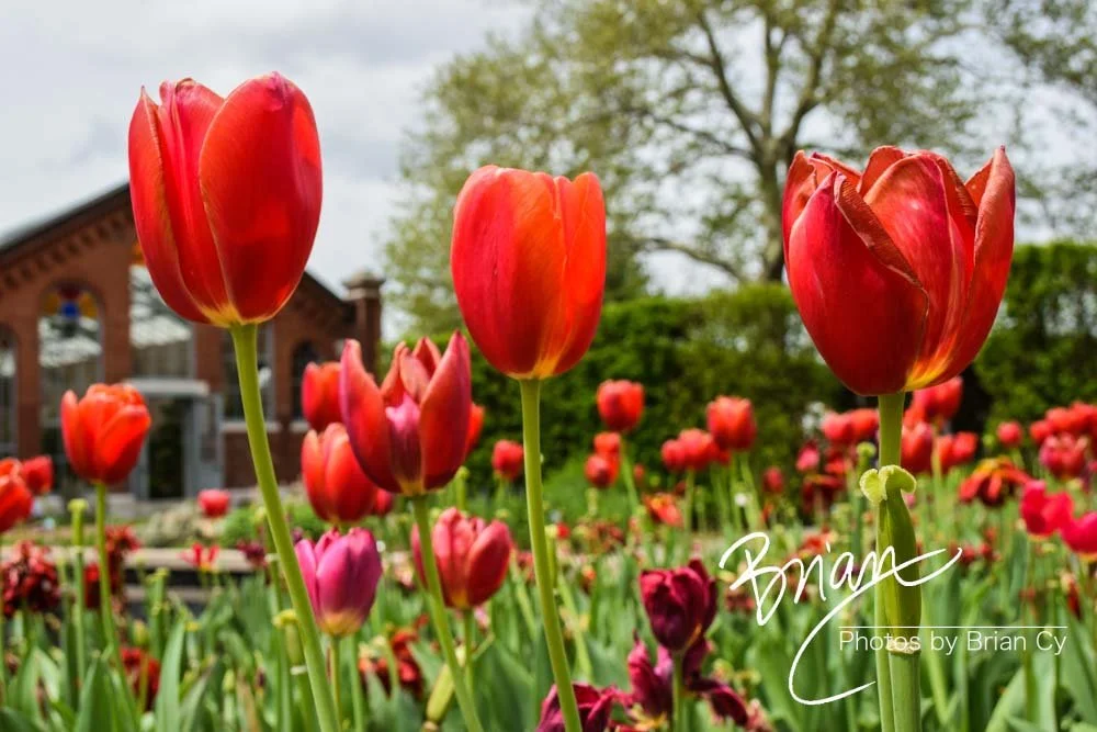 LoRes_WM_20180504_Missouri_Botanical_Edit-0043.jpg