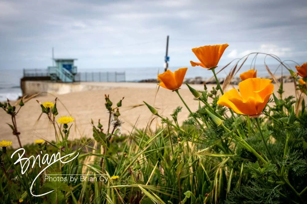 LoRes_WM_20190421_PacificPalisades_Edit-4336.jpg