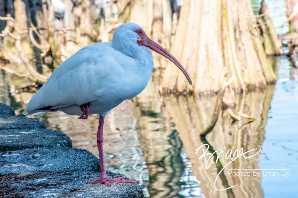LoRes_WM_20190217_Orlando_Edit-5204.jpg