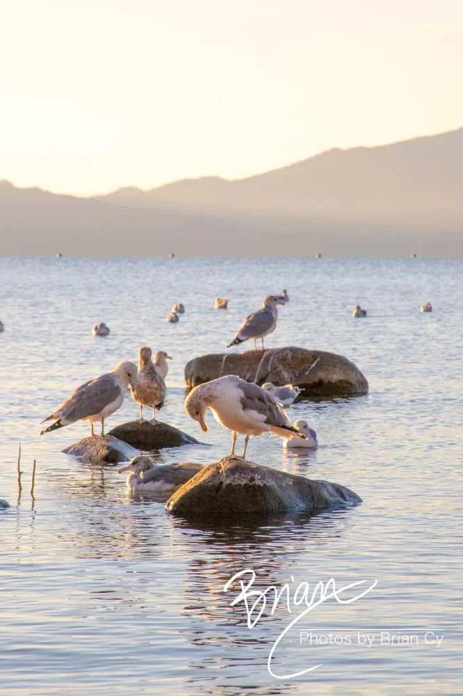 LoRes_WM_20201014_Tahoe_Edit-9973.jpg
