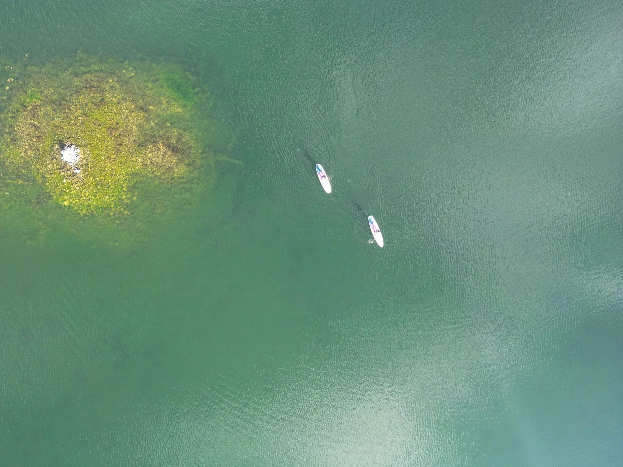Two paddleboarders are on a green body of water, near a small, circular, partially submerged island with yellowish-green vegetation.
