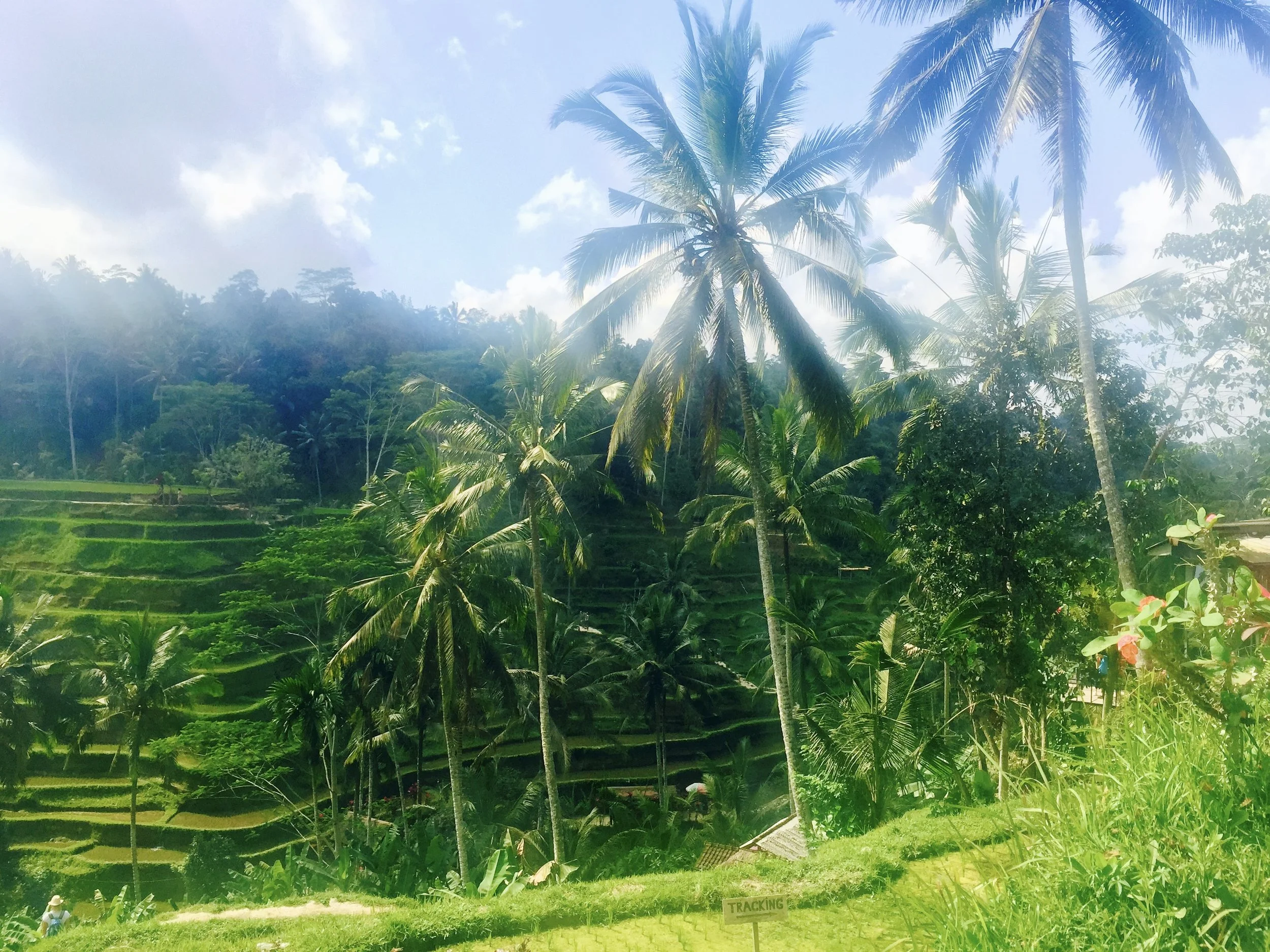 Lush green terraced rice fields with tall coconut palm trees on a mountain side under a partly cloudy sky.