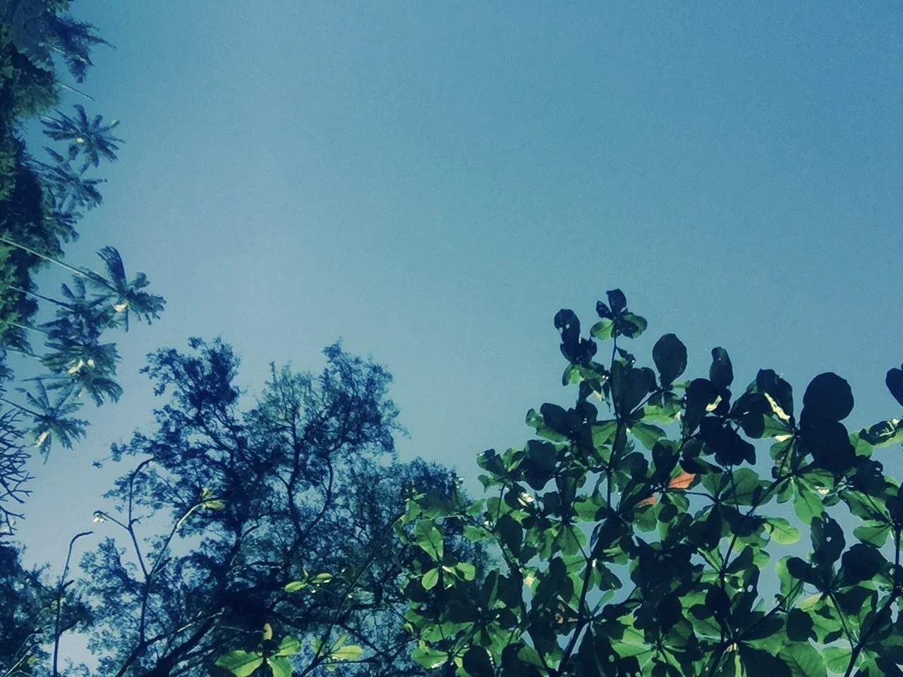 Looking up at the sky through green and blue tropical trees with leaves and branches against a clear blue sky.