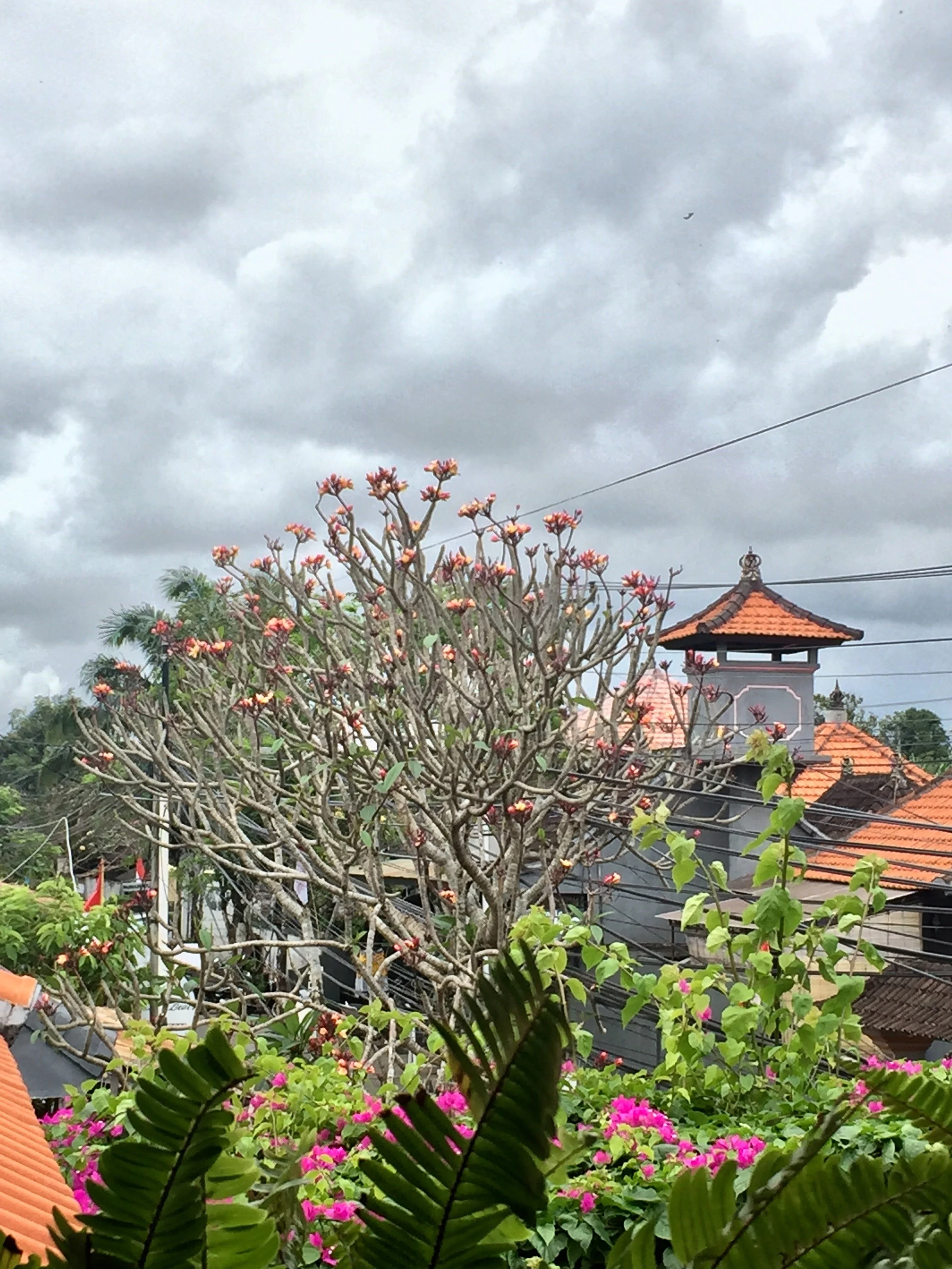 Scene of a quiet neighborhood with lush greenery, flowering trees, pink bougainvillea, and traditional-style houses with tiled roofs under a cloudy sky.