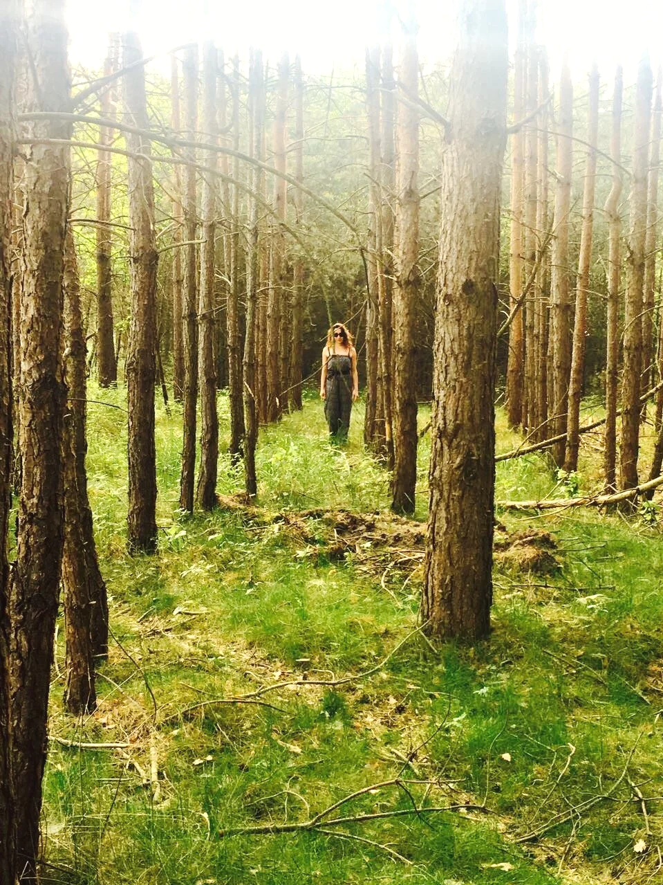 Forest path surrounded by tall trees, representing calm, grounding and nature connection