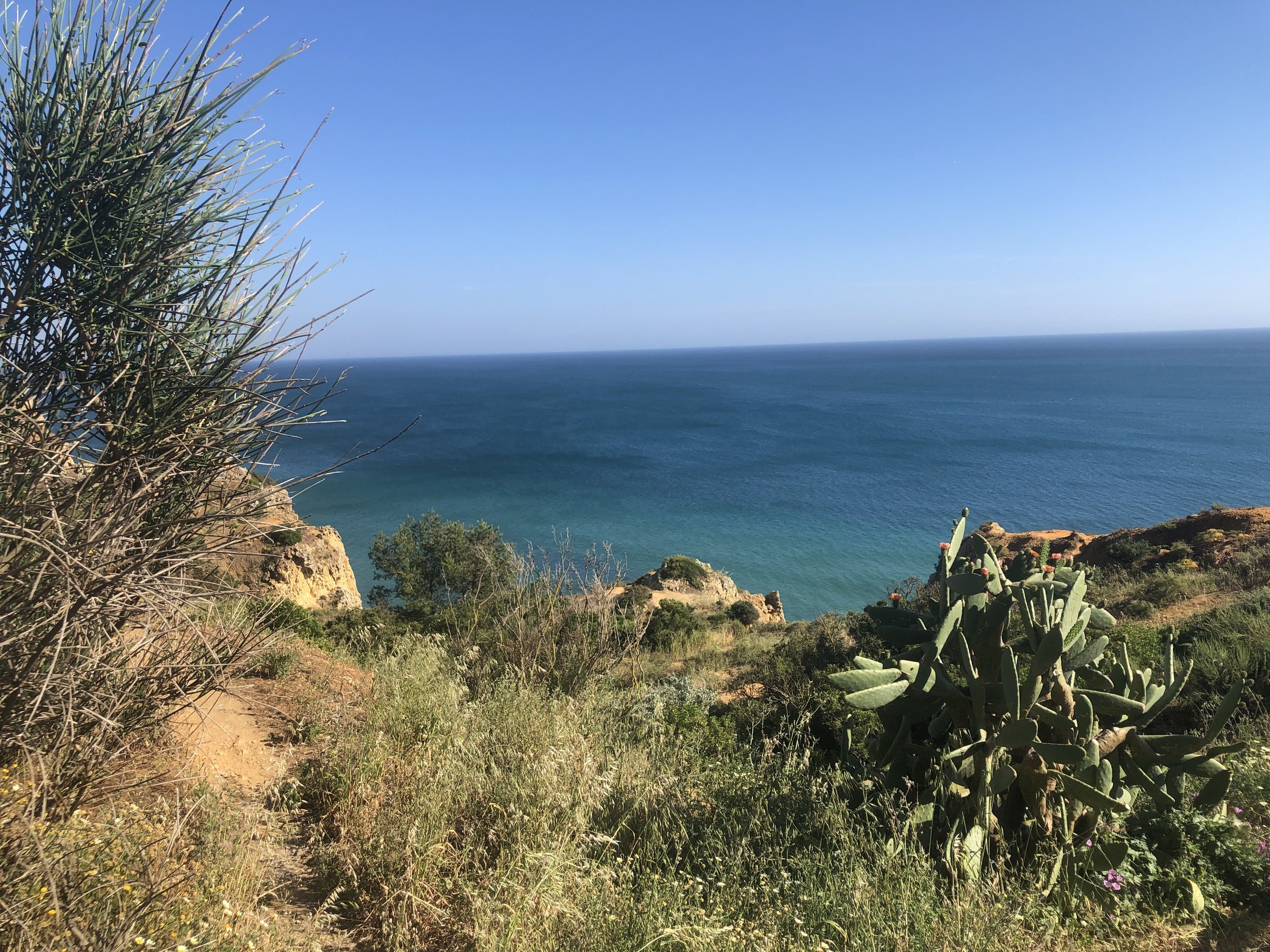 A coastal landscape with a clear blue sky, blue ocean, and green vegetation including cactus and shrubs in the foreground.