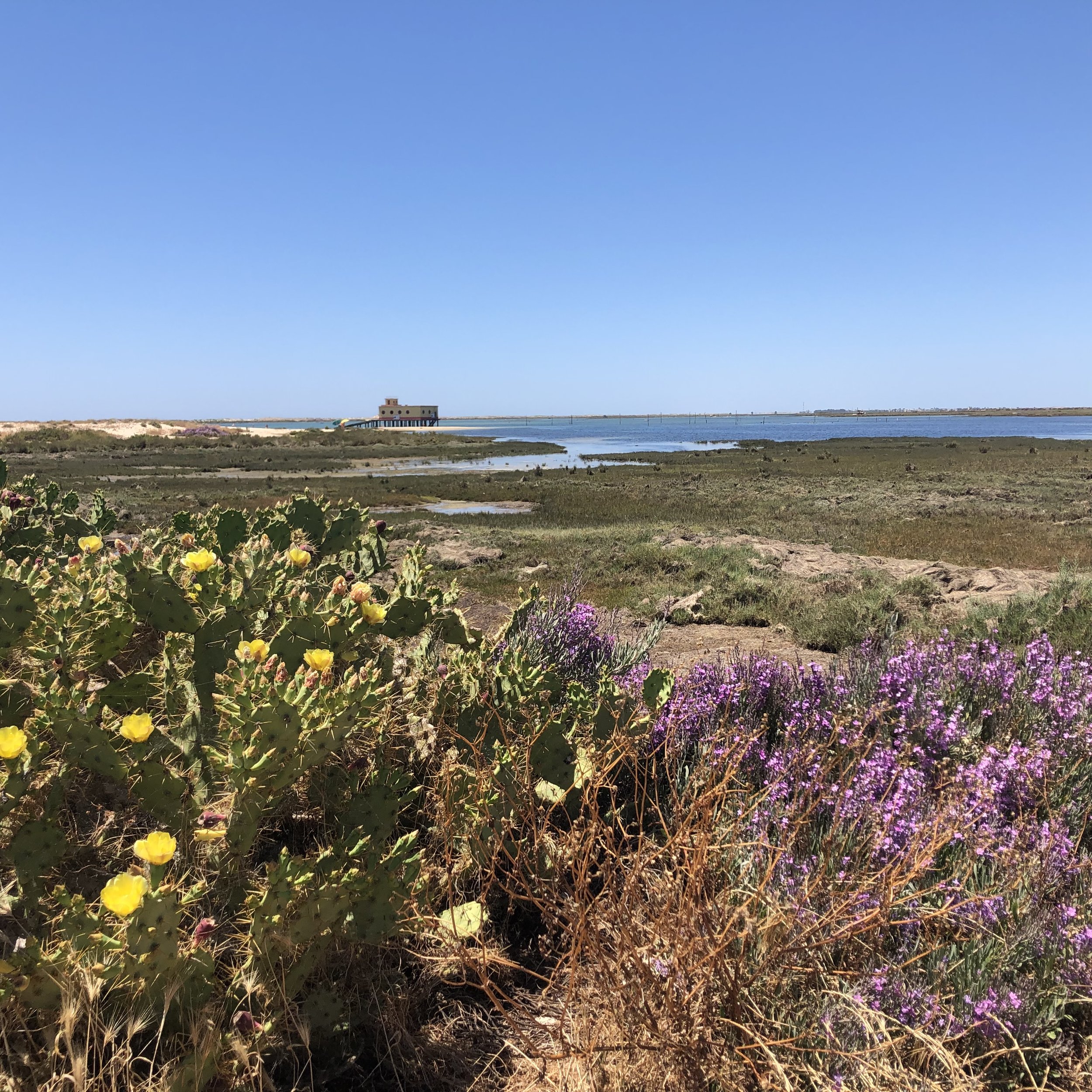 A landscape view of a marsh with flowering plants, including yellow cacti and purple wildflowers, near a body of water under a clear blue sky, with a building on stilts in the distance.