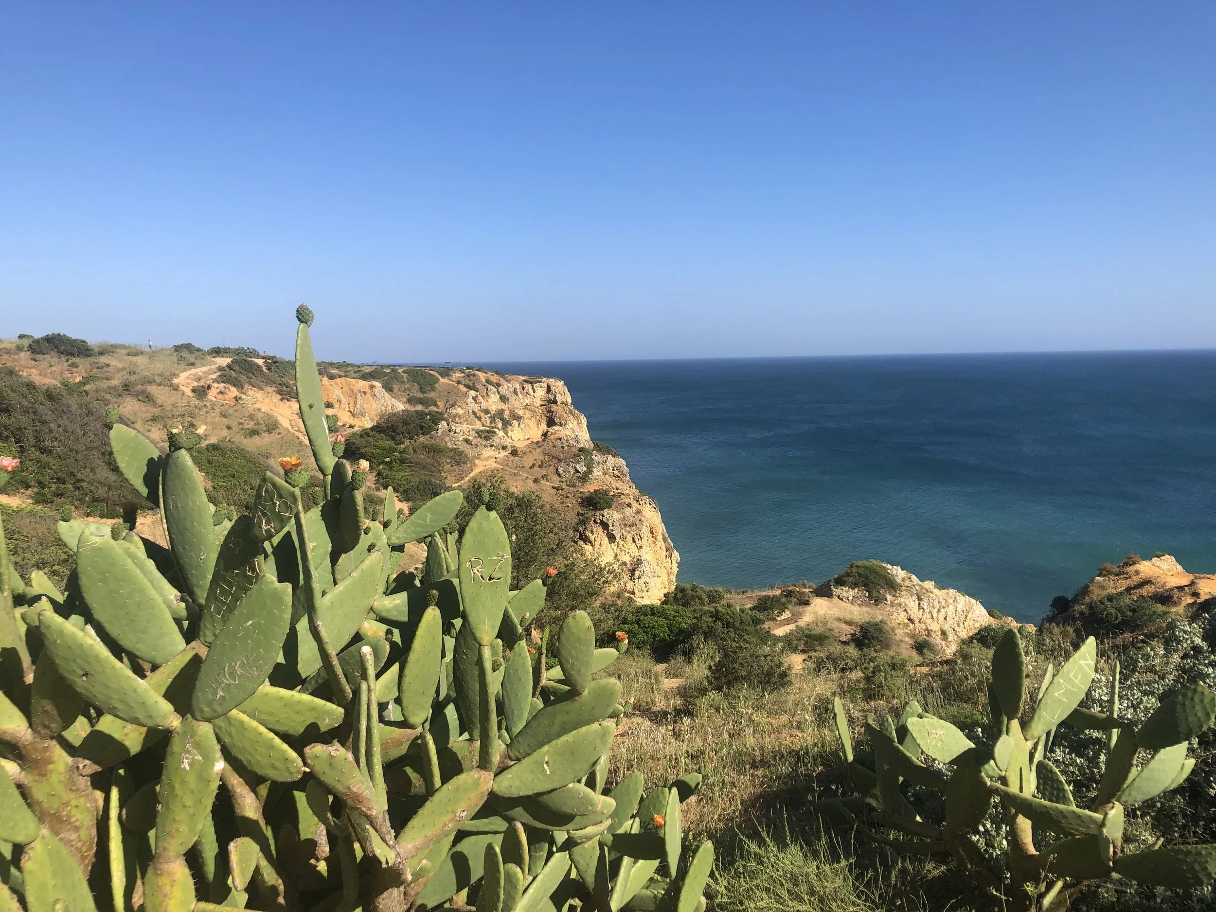 Cliffs overlooking the ocean with a cactus in the foreground on a bright, clear day.