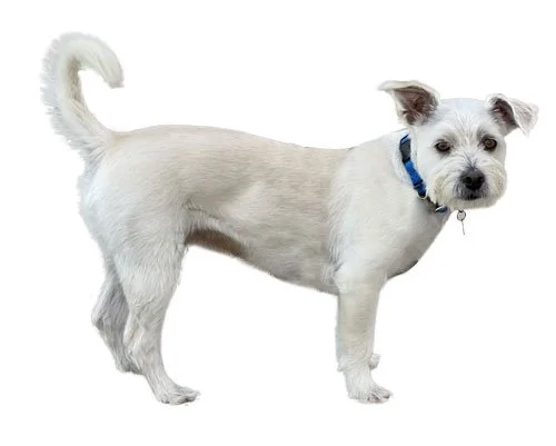 Small white dog with a blue collar, standing and looking to the side.