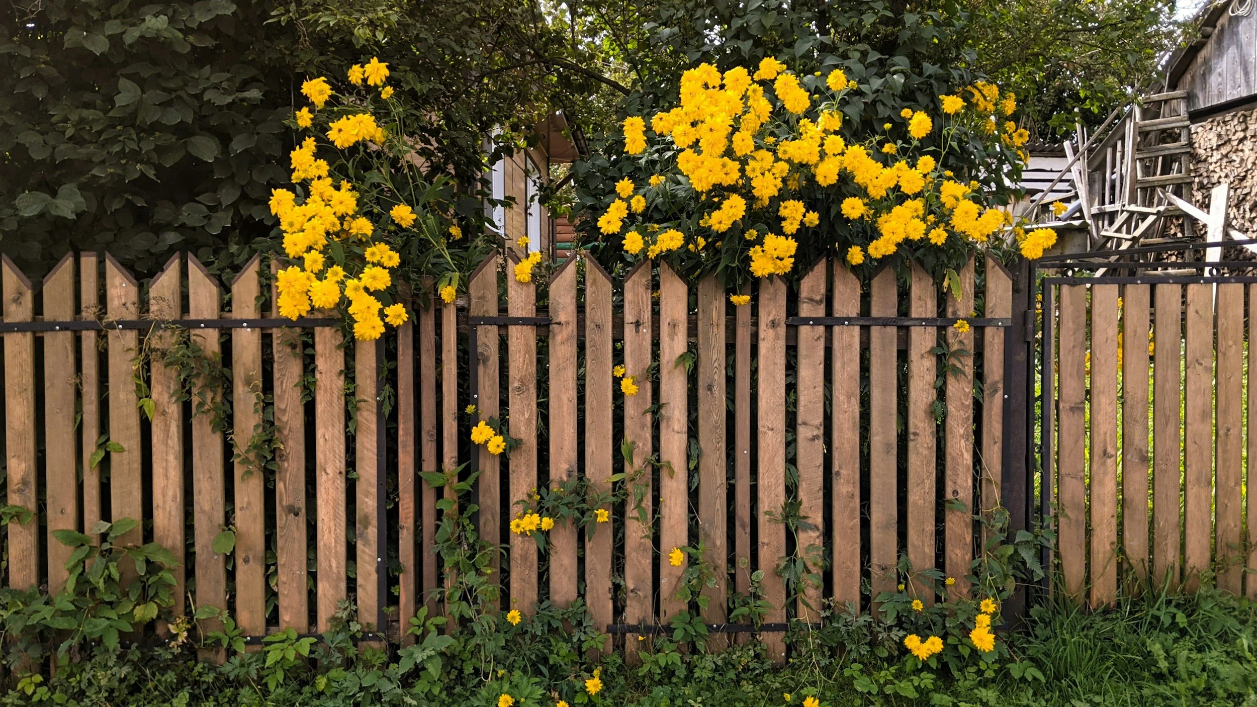 Wooden fence with yellow flowers climbing over and behind it, and green foliage surrounding the area.