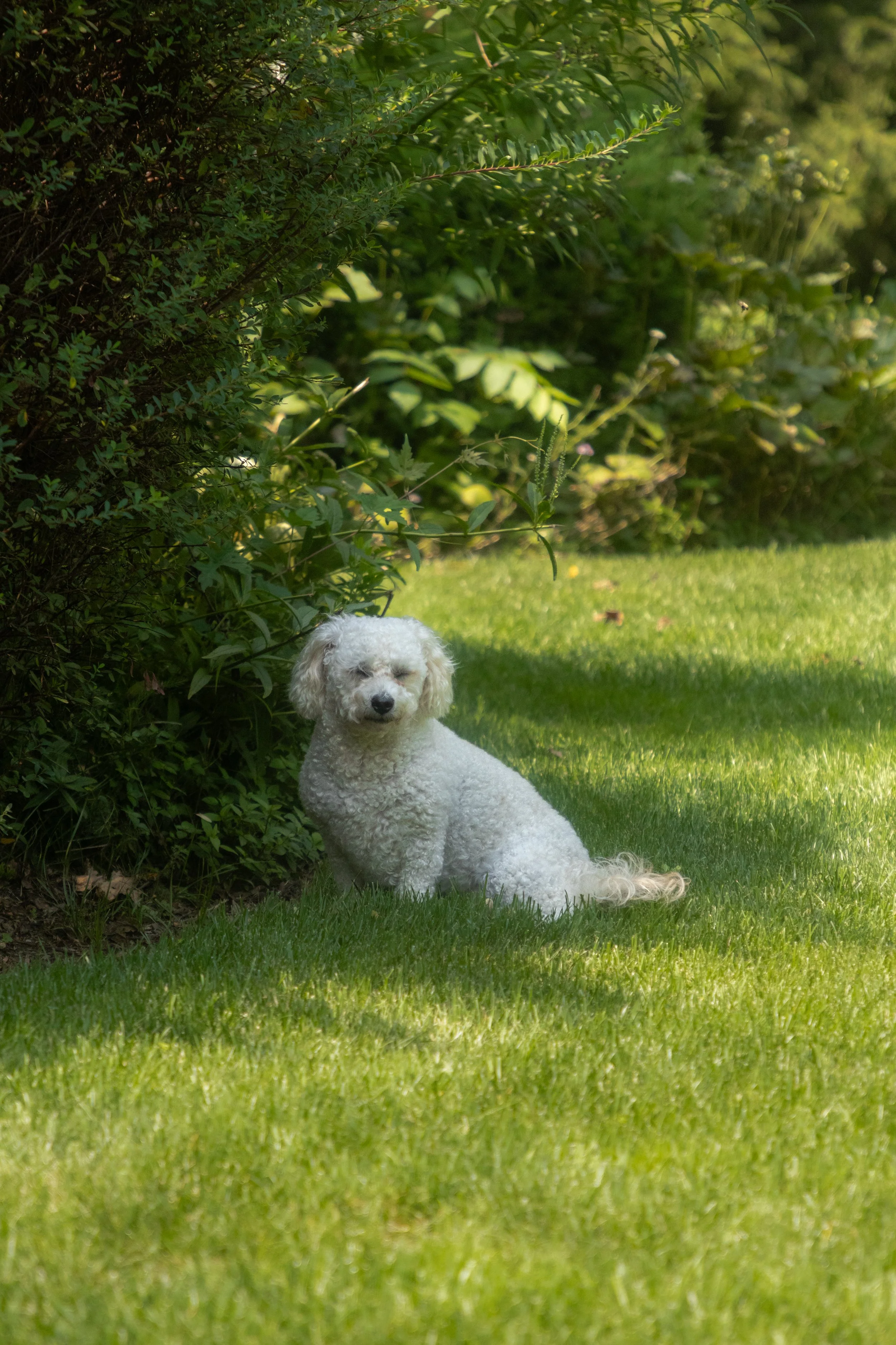 A small white dog with curly fur sitting on grass next to bushes in a garden.