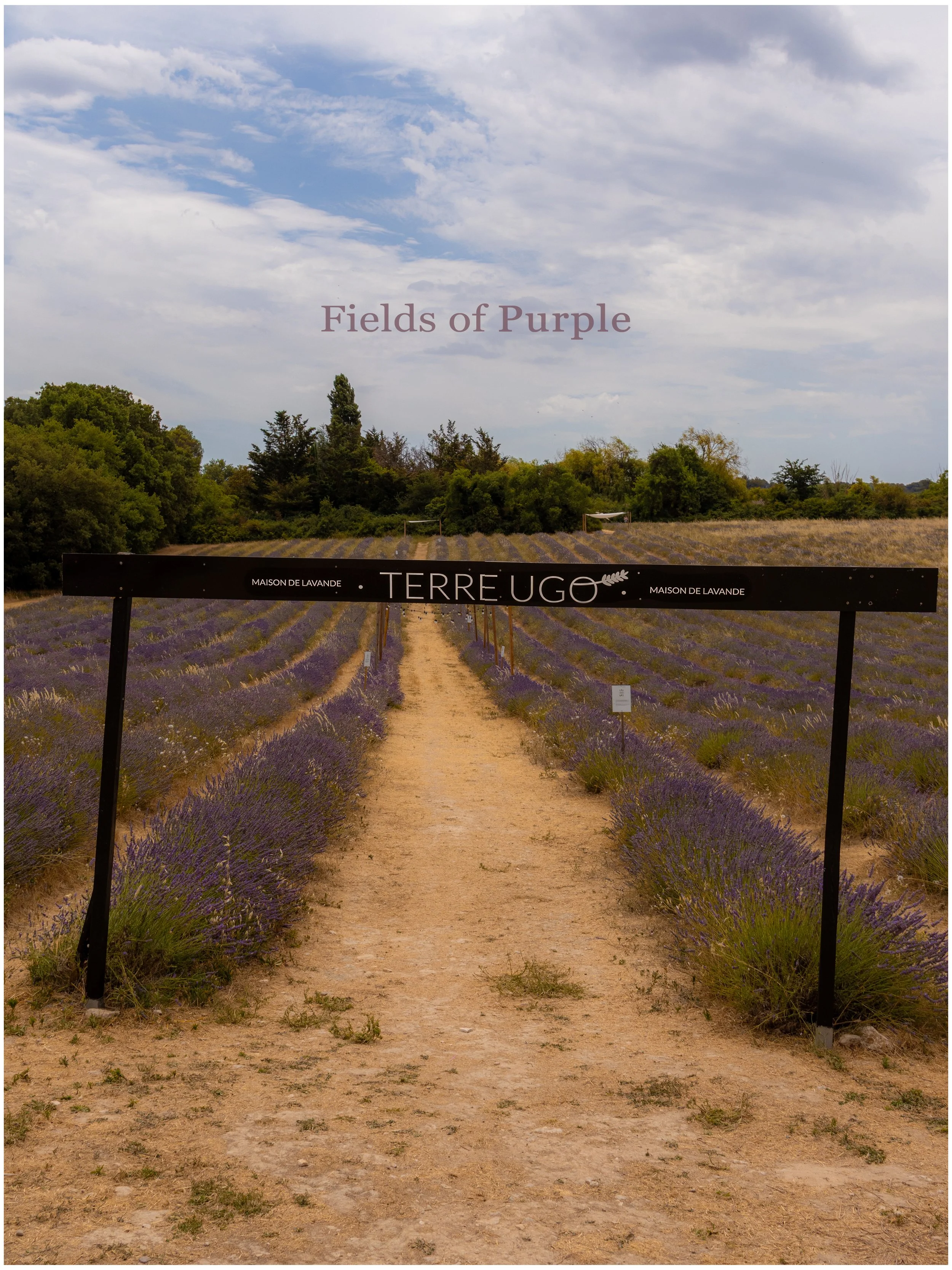 A lavender field with rows of purple lavender plants under a partly cloudy sky, with a dirt path leading through the field, and a black sign reading 'Terre Ugo' and 'Maison de Lavande' in front of the plants.
