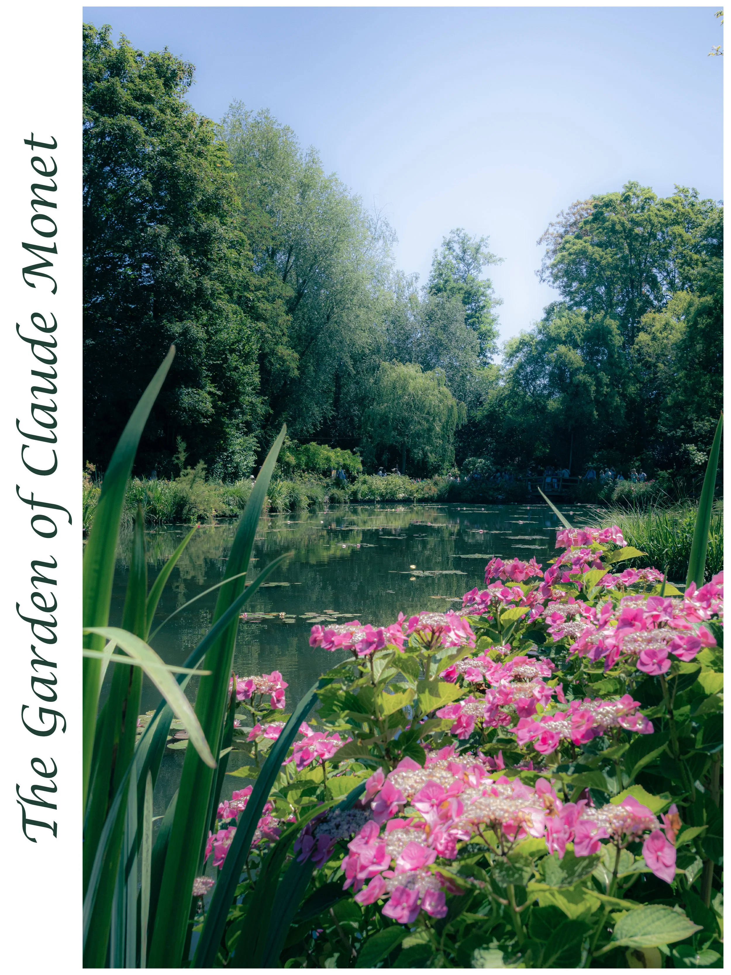 A pond surrounded by green trees with pink flowers in the foreground and a clear blue sky overhead.