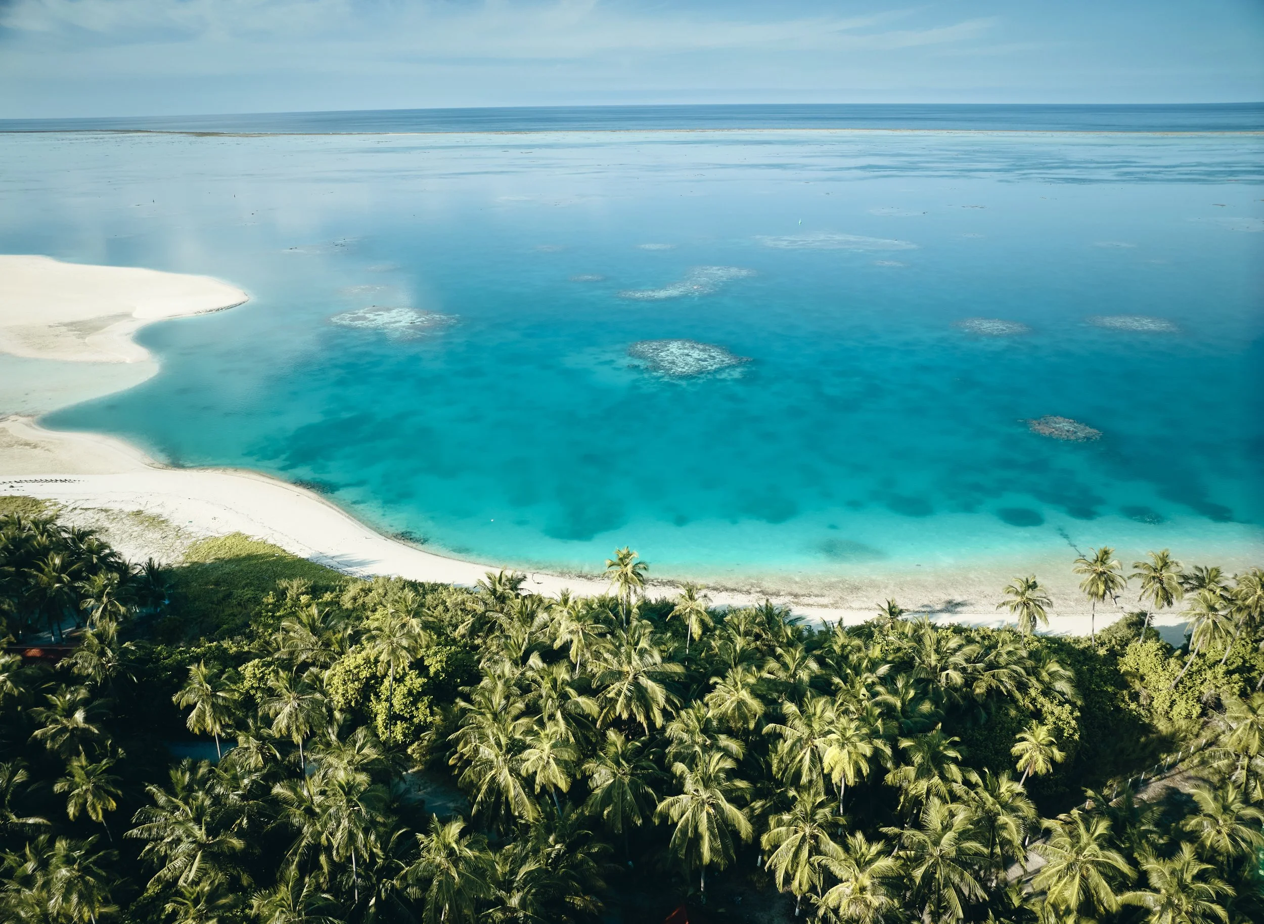 Queen Coconut, India