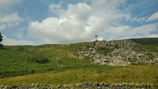 snowdonia tree.jpg