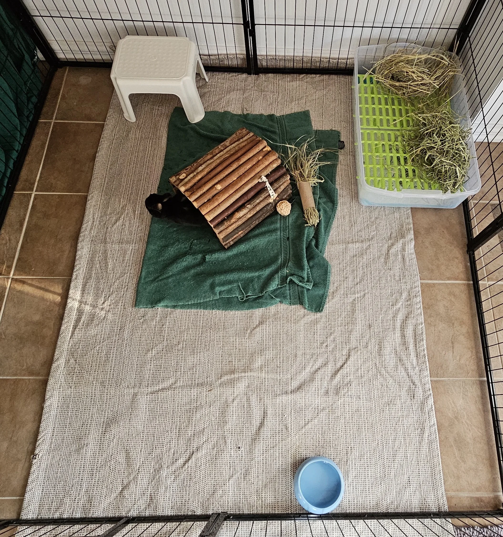 A small animal enclosure with a black cat lying on a green towel. The enclosure contains a wooden log shelter, a cardboard tube with straw, and a plastic container with hay and straw. There is a small white plastic stool, a blue water dish, and the enclosure is lined with a beige rug on a tiled floor.