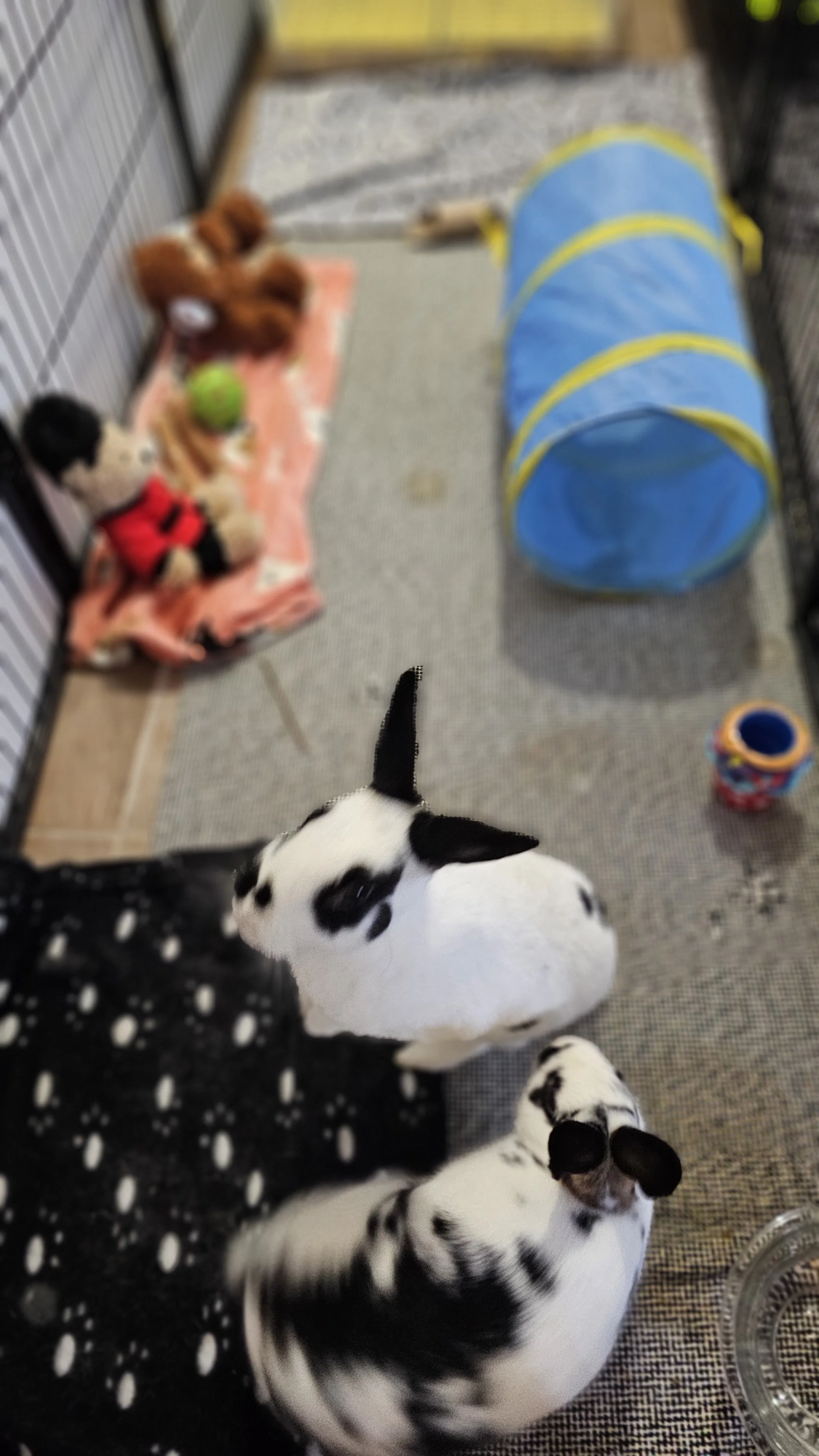 2.5' x 7.5' long pen