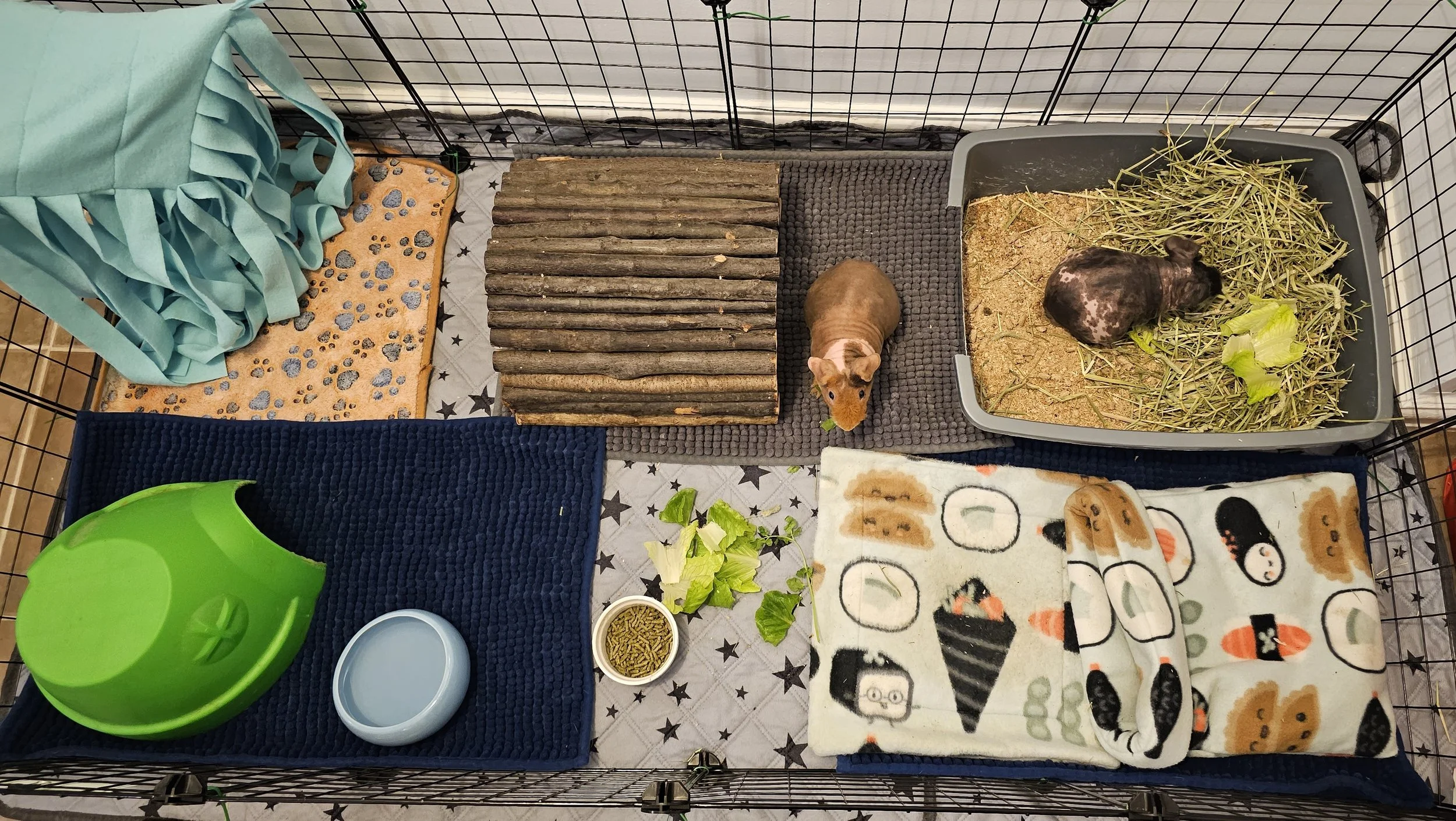 Guinea pig pen (2 x 4)