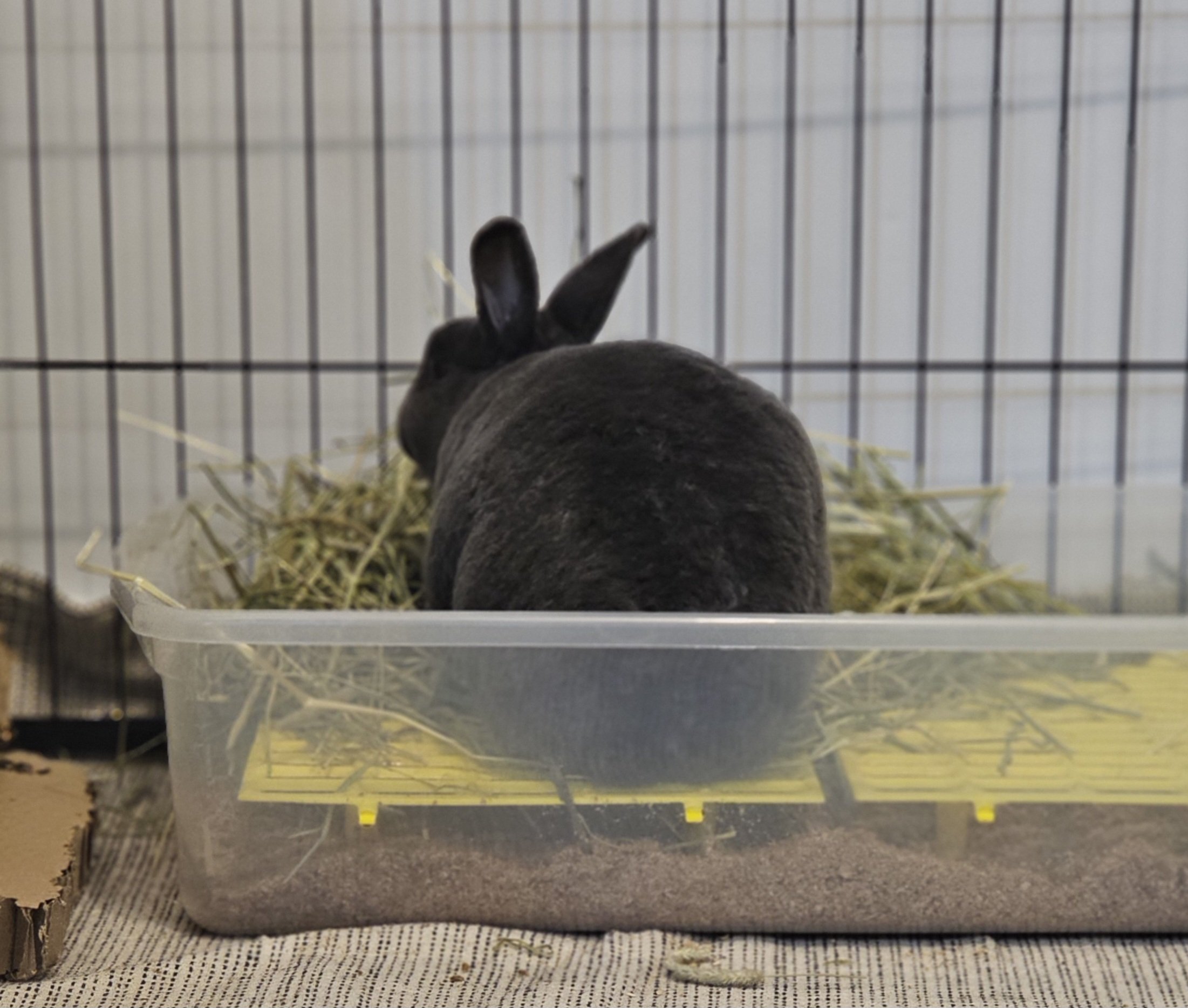 Black rabbit sitting in a plastic container with hay, inside a cage with metal bars.
