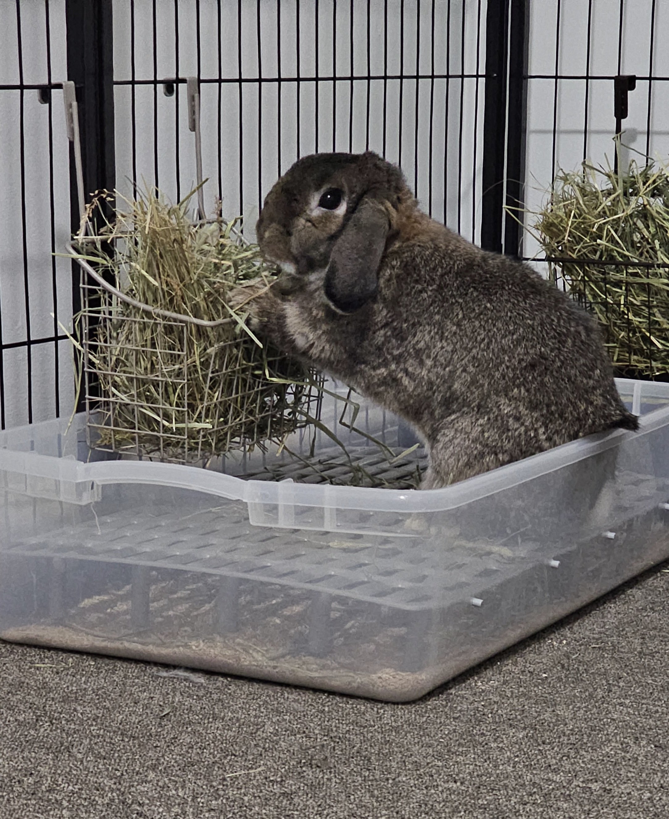 A brown rabbit with floppy ears inside a plastic cage, eating hay from a pile.