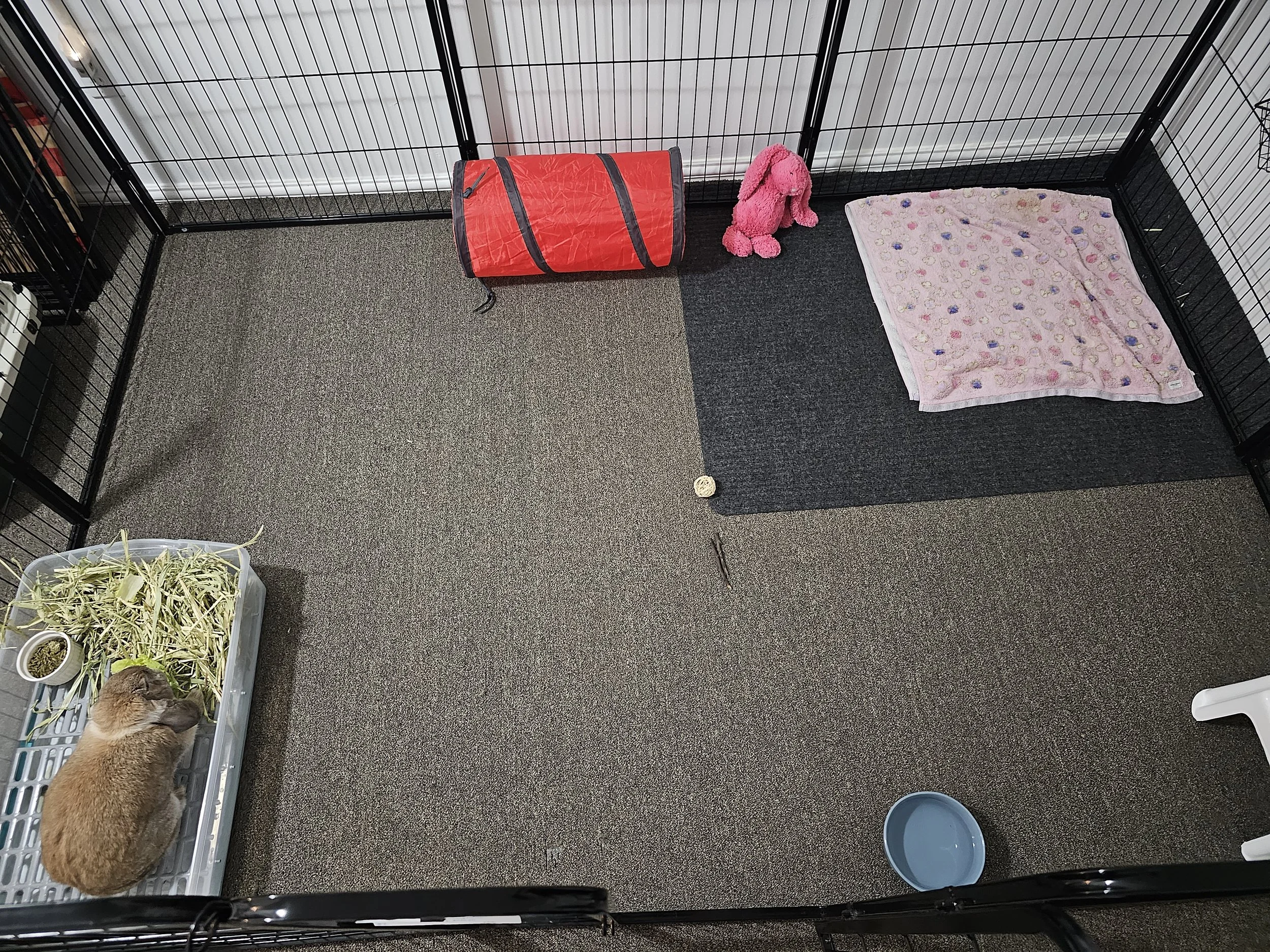 A small animal enclosure with a rabbit in a plastic tray of hay, a pink plush rabbit, a pink blanket, a red tunnel, a small ball, a pair of tongs, and a blue water bowl on a carpeted floor.